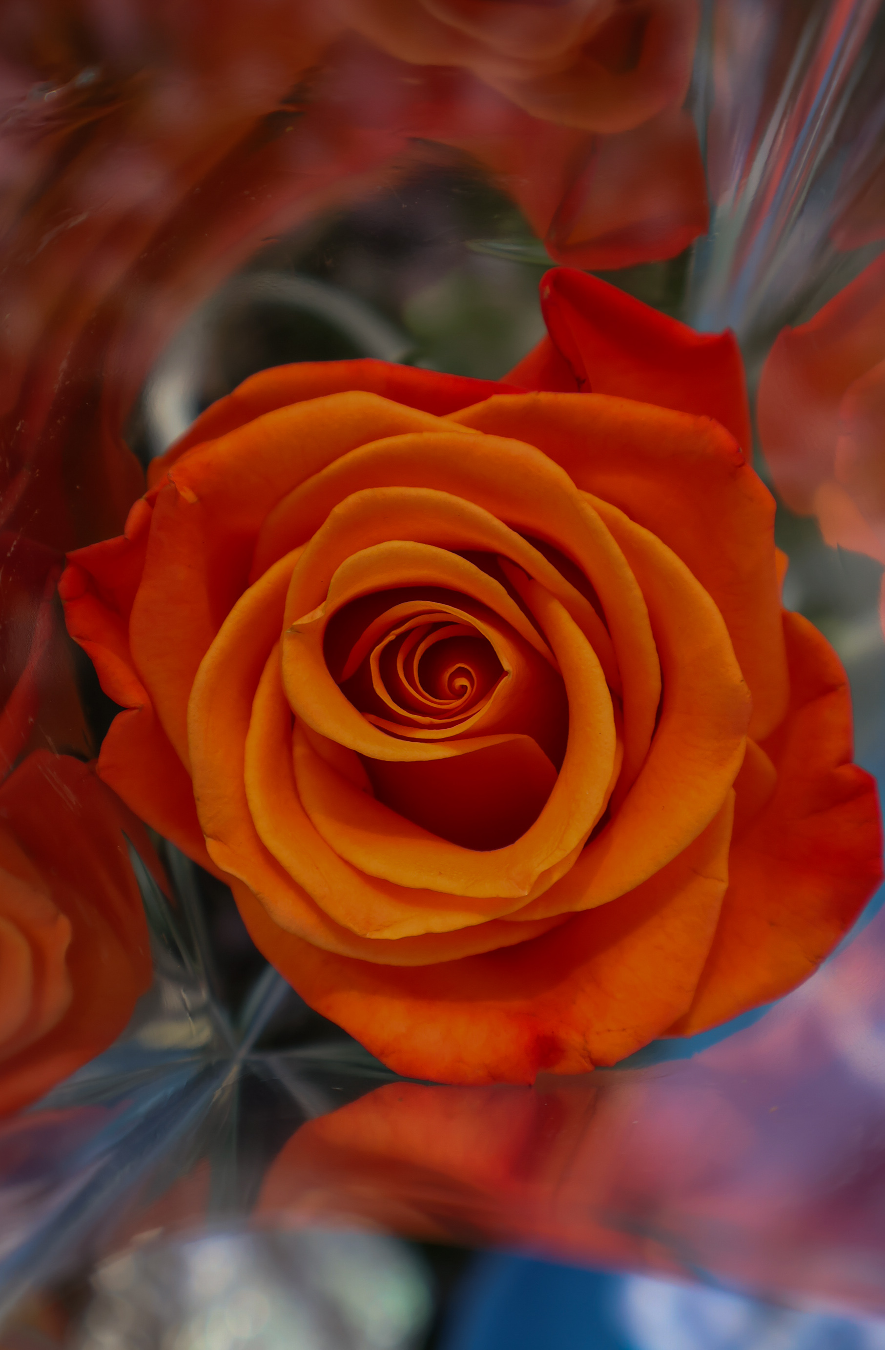 photo d'une rose