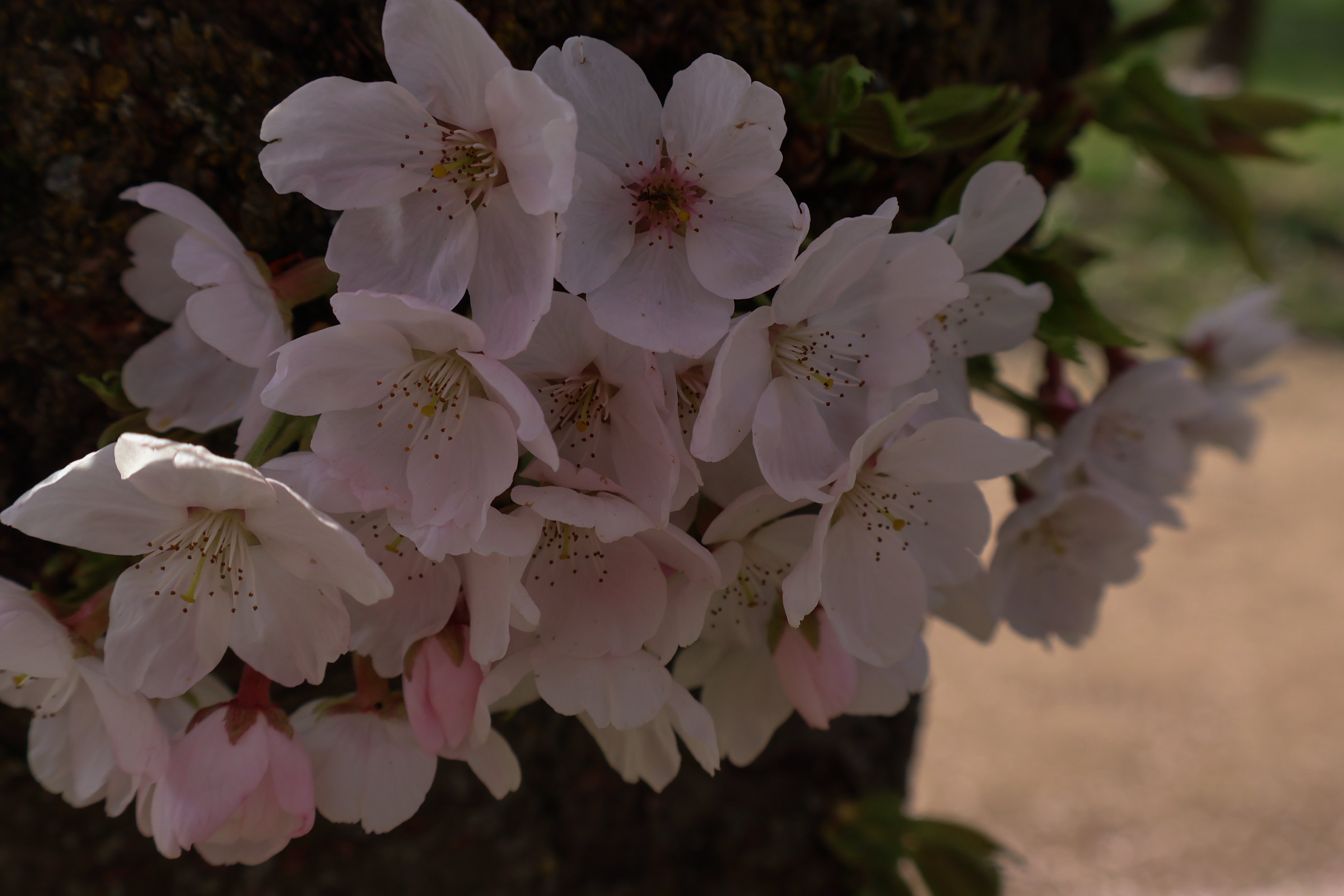 photo de fleurs de cerisisers