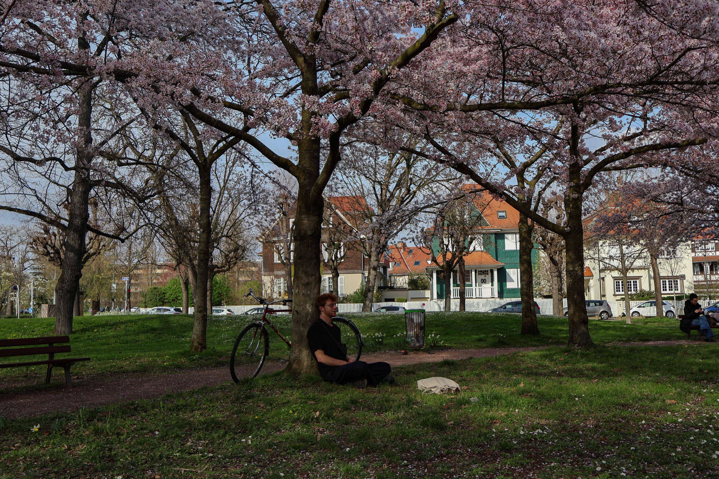 photo d'un homme posé contre un cerisier en fleur